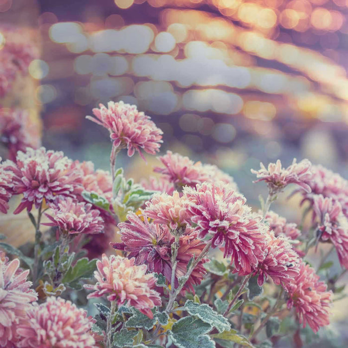 Pack Of Alyssum Flowers In Orange County