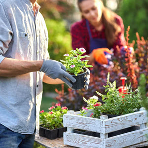 Pack Of Alyssum Flowers In Orange County