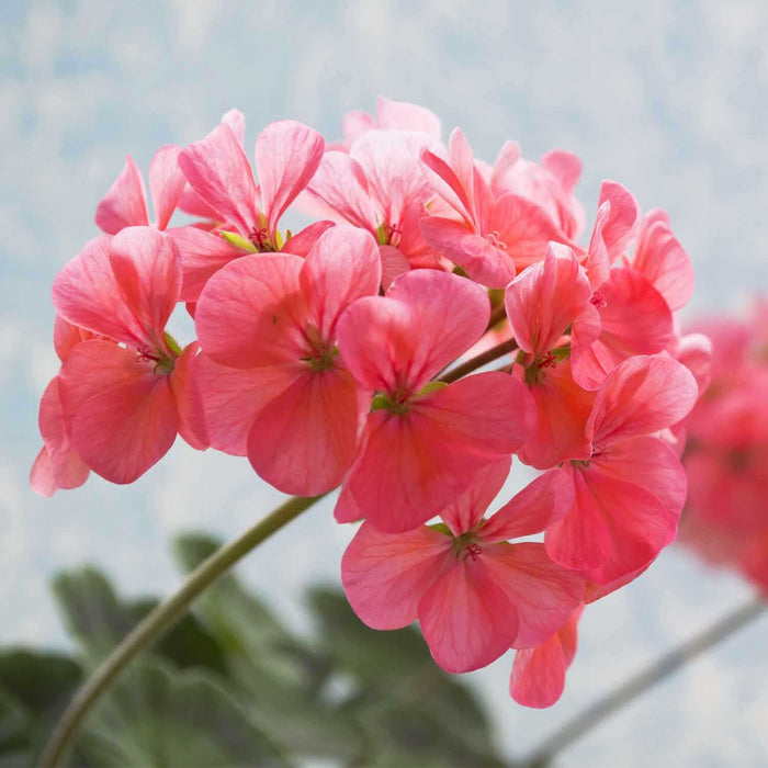 Pack Of Alyssum Flowers In Orange County