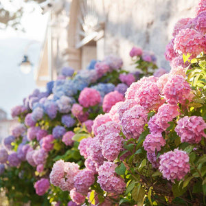 Pack Of Alyssum Flowers In Orange County