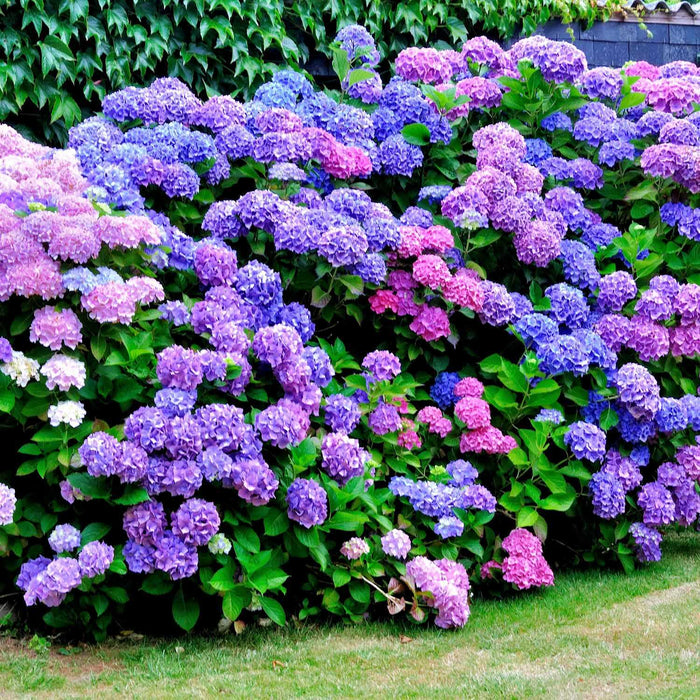 Pack Of Alyssum Flowers In Orange County