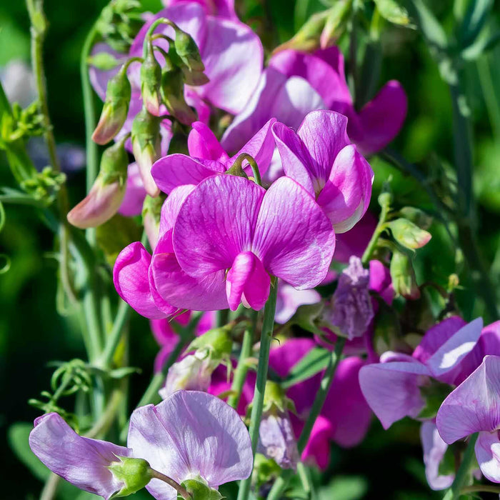 Pack Of Alyssum Flowers In Orange County