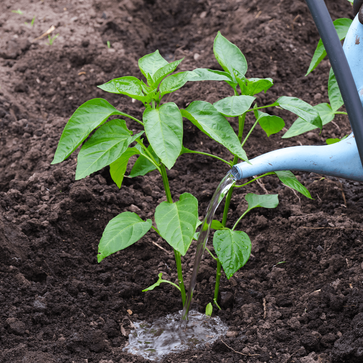 Spice Up Your Garden With Our Guide to Growing Peppers