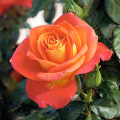 Roses - Roger's Gardens