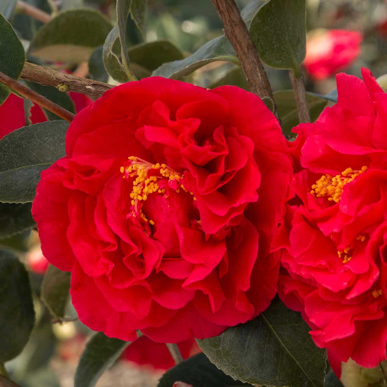 Camellia Kramer's Supreme 5 Size Roger's Gardens