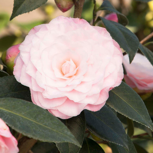 Full Shade White & Pink Camellia Nuccio's Pearl Roger's