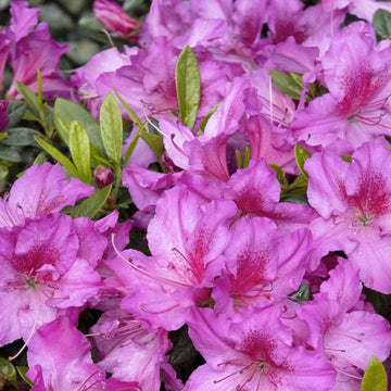 Oscar Dark Red Carnation (Dianthus caryophyllus 'KLEDP11108') in  Fayetteville Springdale Rogers Bentonville AR Arkansas AR at Westwood  Gardens