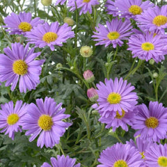 Annual & Perennial Flowers For Sun & Shade – Roger's Gardens