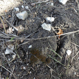 A mound showing where a truffle is pushing the soil up as it grows