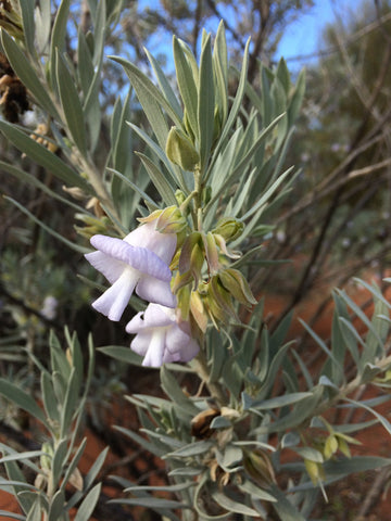 Purple flower Port Augusta Kimberley Opal 