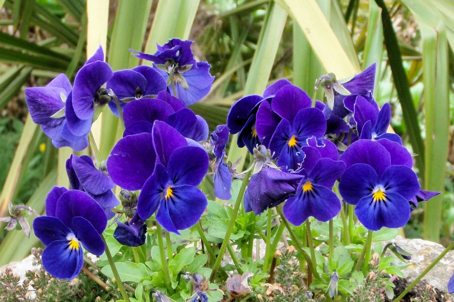 La violeta, el aroma de los amores divinos | ABANUC Aromas de autor blog