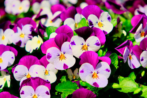 La violeta, el aroma de los amores divinos | ABANUC Aromas de autor blog