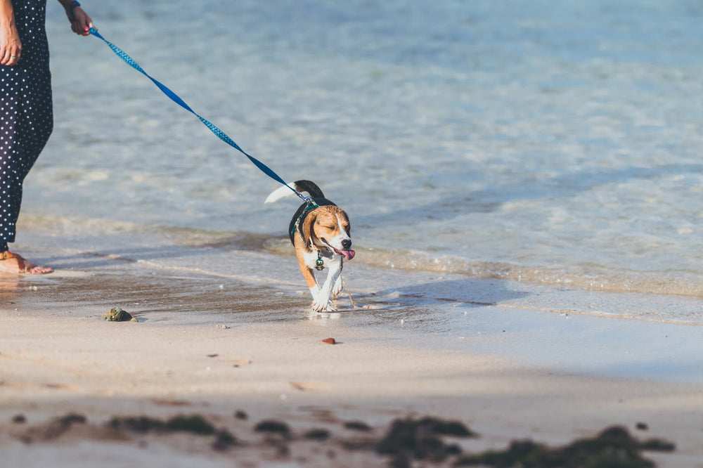 8 Consejos para ir a la PLAYA con perro – Hundshop