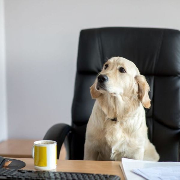 con tu perro al trabajo