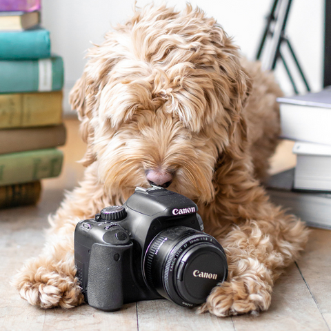 🔝 ¿Cómo sacar buenas fotos a tu perro?