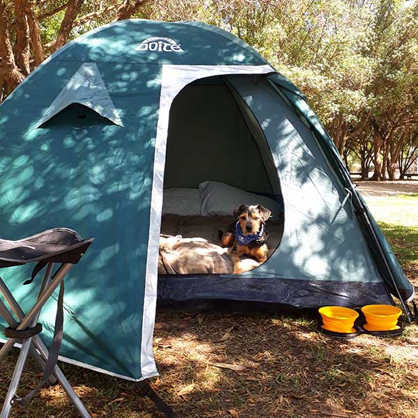 9 Accesorios imprescindibles para ir de camping con perros