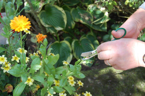 Spring Nutscene Garden Pruning Scissors