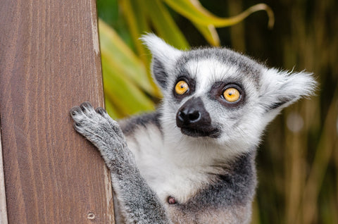 The Ring Tailed Lemur 