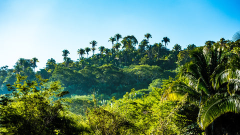 The Palmyra Palm Trees