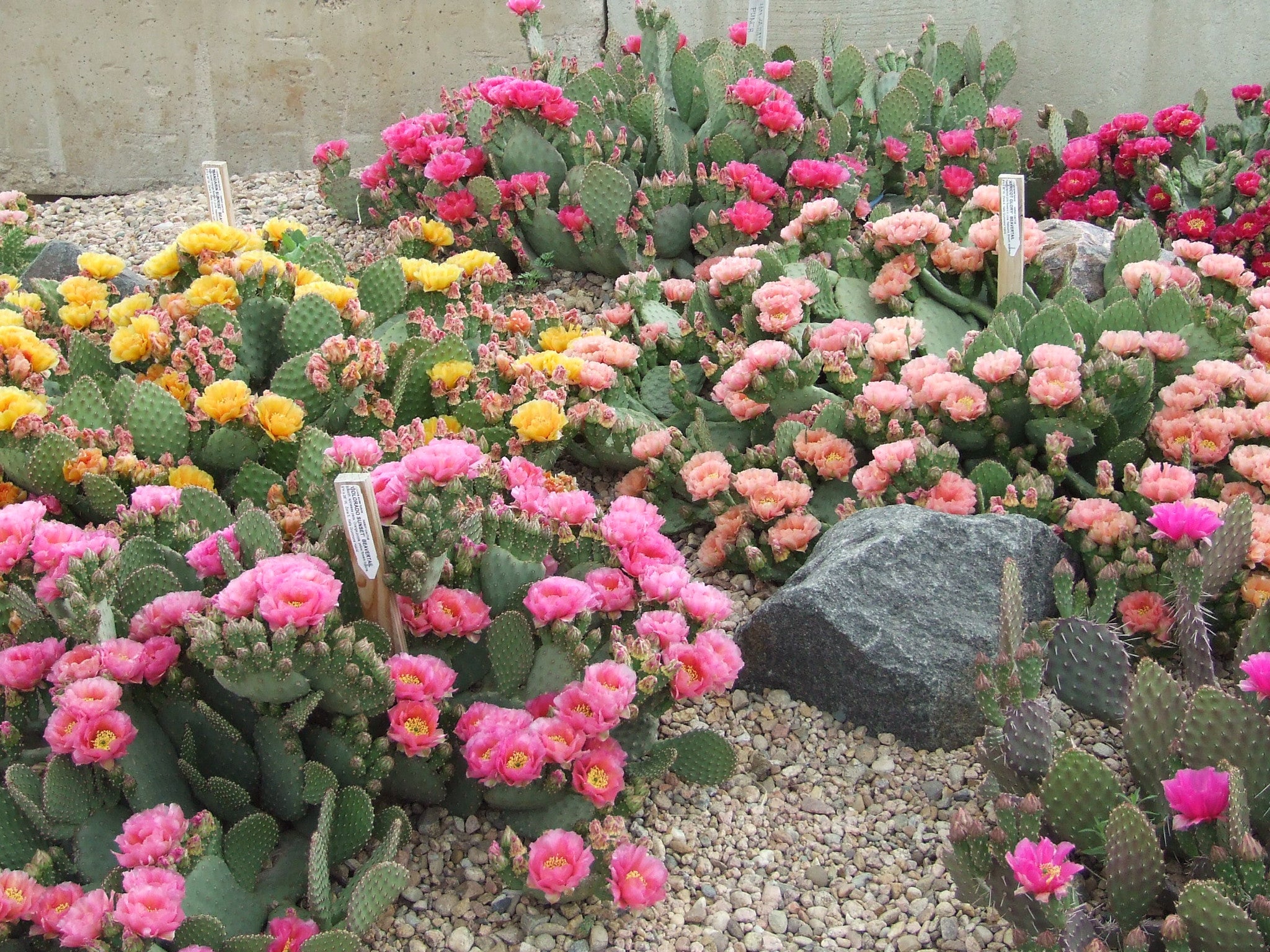 Opuntia Cylindropuntia Tagged Zone 6 Coldhardycactus