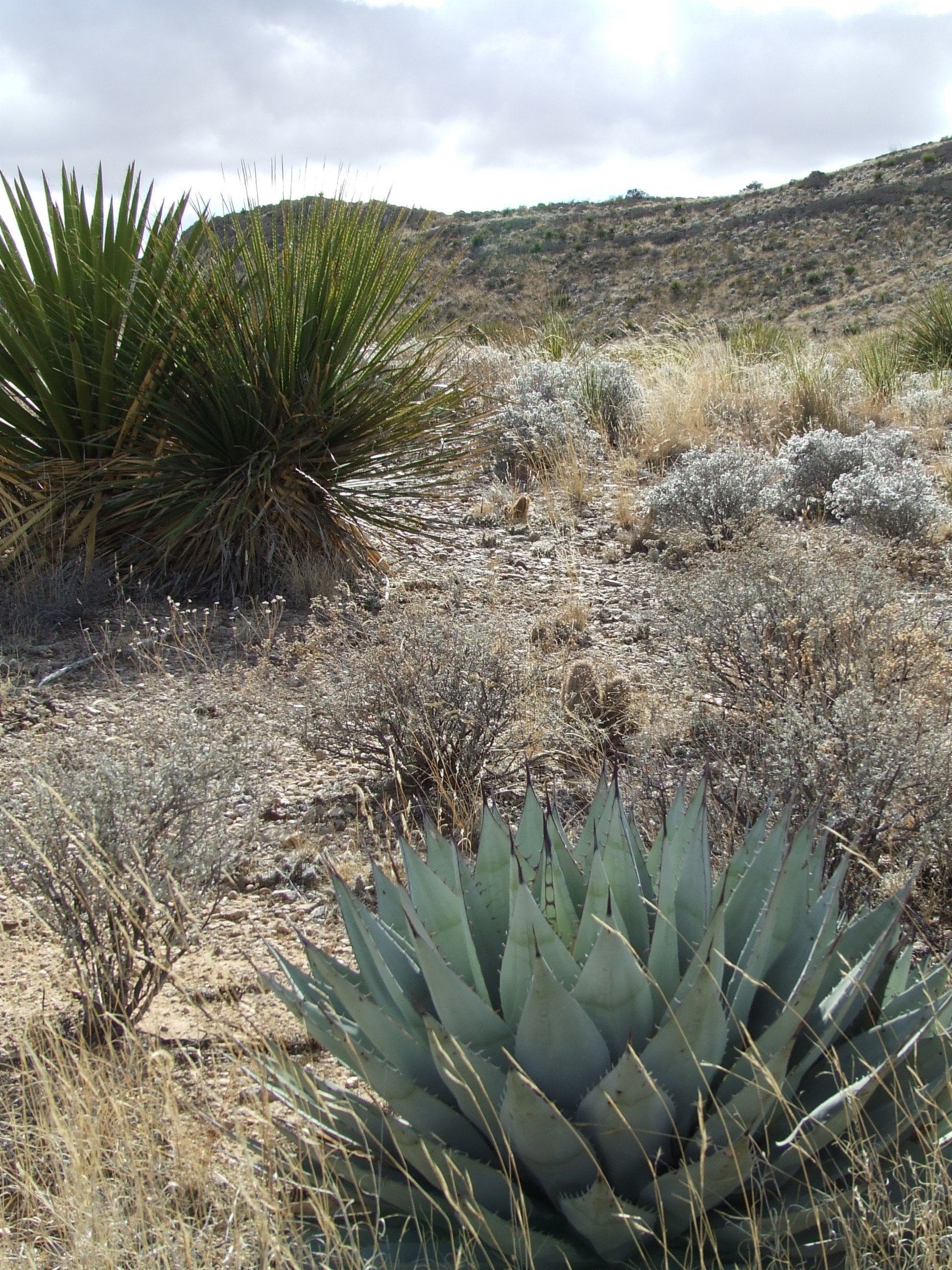 AG015: Agave parryi v. neomexicana (Truth or Consequences, NM Form