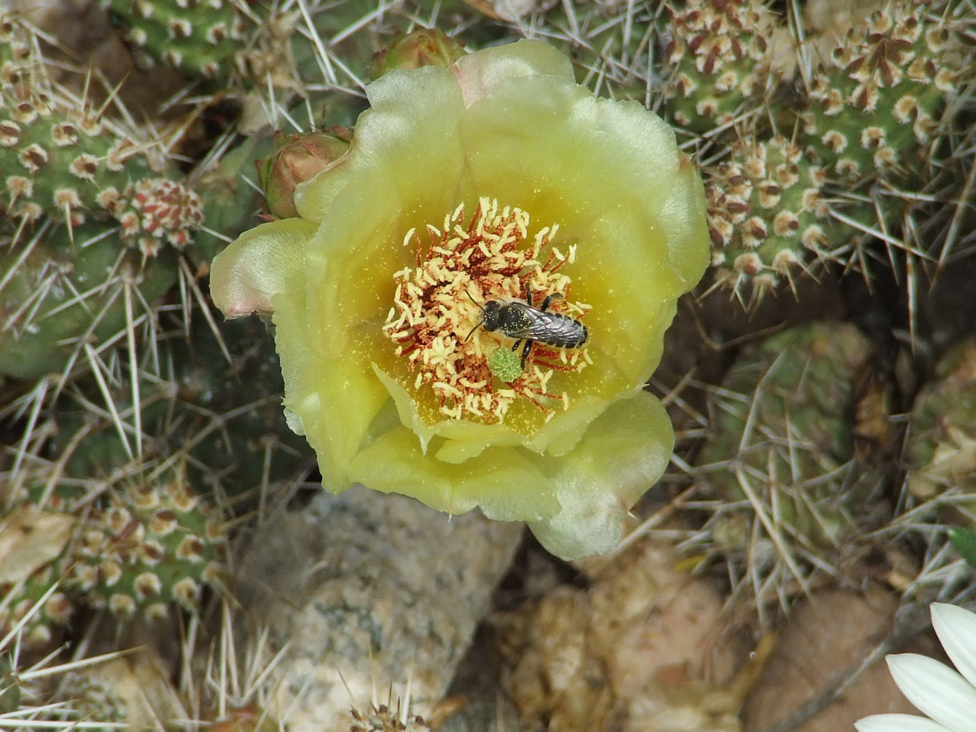 OP026: Opuntia fragilis (Spiny Cat's Paw Cactus) COLD CACTUS – COLDHARDYCACTUS