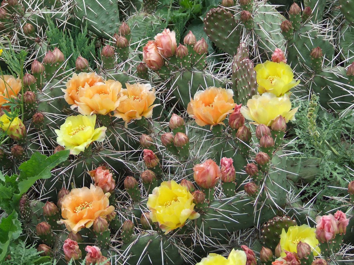 Op061 Opuntia Rhodantha Oranges And Lemons Coldhardycactus