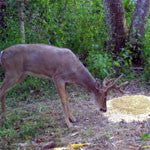 RWWP - Soy Magnet Attractant