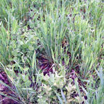 RWWP - Whitetail Harvest Salad