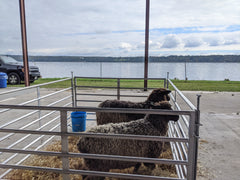 A view of the Hudson River with a pair of sheep in the foreground.