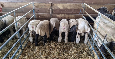 a row of lambs all facing the wall opposite the camera, having breakfast. A row of sheep butts.