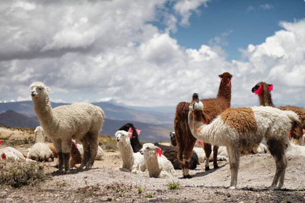 Peru Alpaca