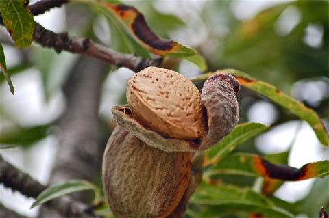 Almond Shells