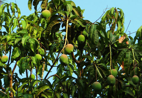 Mango trees