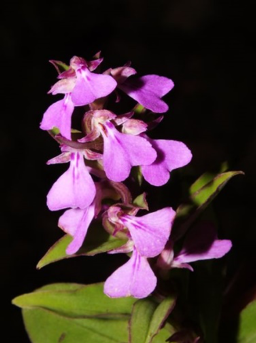 orchids have great scent and singapor ememories has turned them into fantastic perfumes for him and her . room fragrances are also nice