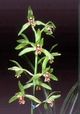 aranda vanda orchid essential oils from sg singapore good gift for boss souvenir perfume fragrance room freshner scent