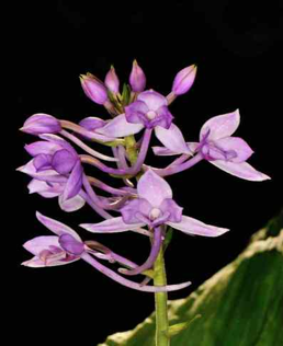 orchids perfume from garden city of sg make perfect souviner for overseas friends and family