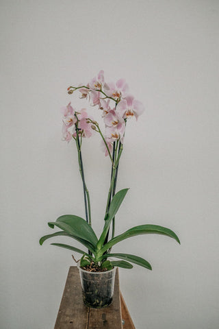 Singapore's Native Orchids scents of essential oil and their benefits