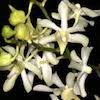 Aeridachnis-Bogor Scented Orchid of singapore best corporate gift perfume souvenir 