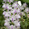 Aerides Odorata Scented Orchid of singapore best corporate gift perfume souvenir 