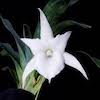 Angraecum Birrinense Scented Orchid of singapore best corporate gift perfume souvenir 
