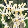 Arachnis Hookeriana Scented Orchid of singapore best corporate gift perfume souvenir 