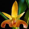 Bulbophyllum Lobbii Scented Orchid of singapore best corporate gift perfume souvenir 