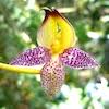 Bulbophyllum Praetervisum Scented Orchid of singapore best corporate gift perfume souvenir 