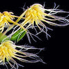 Bulbophyllum Vaginatum Scented Orchid of singapore best corporate gift perfume souvenir 