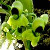 Catasetum Integerrimum Scented Orchid of singapore best corporate gift perfume souvenir 