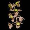 Catasetum Roseum Scented Orchid of singapore best corporate gift perfume souvenir 