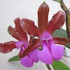 Cattleya Bicolor var. Grossii Scented Orchid of singapore best corporate gift perfume souvenir 