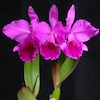 Cattleya Labiata Scented Orchid of singapore best corporate gift perfume souvenir 
