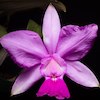 Cattleya Walkeriana Scented Orchid of singapore best corporate gift perfume souvenir 